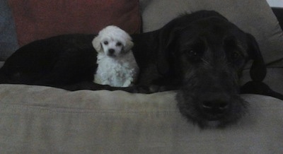 A black with white Irish Dane is laying on a tan couch next to a small white Toy Poodle